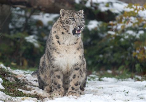 snow, Leopard, Wild, Cat Wallpapers HD / Desktop and Mobile Backgrounds