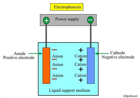 Electrophoresis