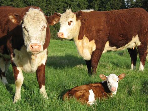 One day I'll raise my own hereford beef cattle | Hereford cows, Cow pictures, Hereford cattle