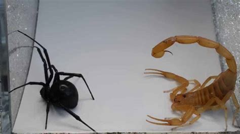 Scorpion Vs. Spider Who do you think will win?