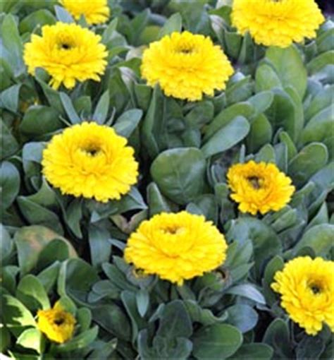 Calendula, Calendula officinalis – Wisconsin Horticulture