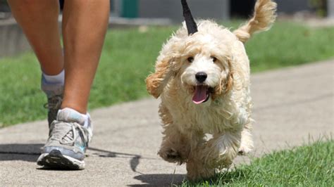 5-second trick to tell if it's too hot to walk your dog outside today - ABC7 San Francisco