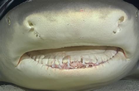 Do Sharks Have Tongues? (Revealing the Hidden Depths)