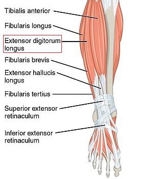 Flexor Hallucis Longus Insertion