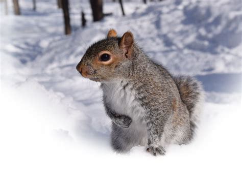 How to Act Like A Squirrel for Winter - Hillside Oil Heating + Cooling ...