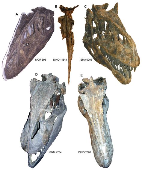 Cranial anatomy of Allosaurus jimmadseni, a new species from the lower part of the Morrison ...