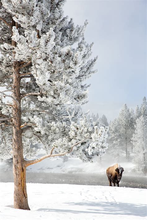 Yellowstone Winter & Fall - Danny Green Photography