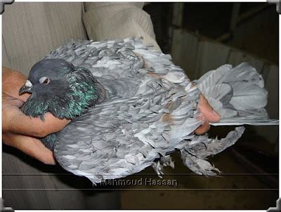 Pigeons for sale: frillback pigeon - color project