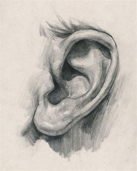 Ear Drawing Reference and Sketches for Artists