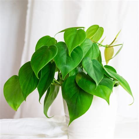 Heartleaf Philodendron - Jiffy Plants