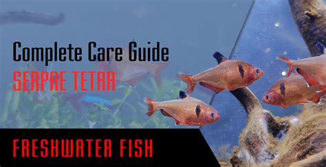 Serpae tetra: Complete Care Guide - Setup Fish Tank