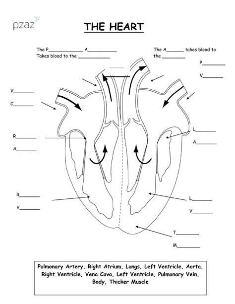 Circulatory System Labeled Heart