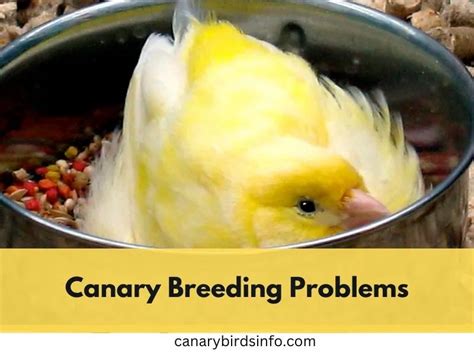 Overcoming Canary Breeding Problems:7 Steps Guide to Success - Canary ...