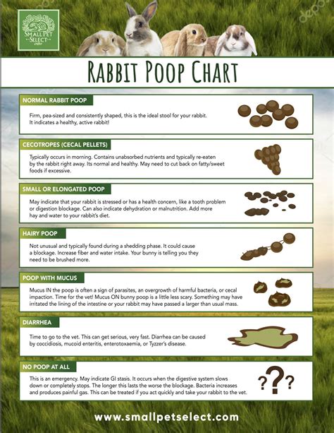 Rabbit Poop - Small Pet Select U.S.