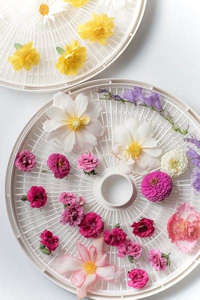 How to Dry Flowers - We Tested 5 Different Methods to Find the Best!