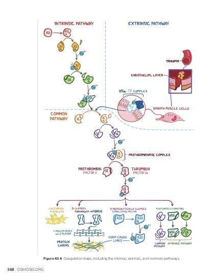 Coagulation Cascade Animation