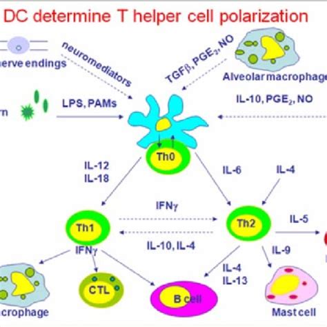 DC determine Th cell polarization | Download Scientific Diagram