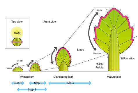 Figure 3 from The Leaf Adaxial-Abaxial Boundary and Lamina Growth ...