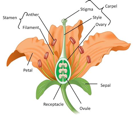 Kingdom Of Plantae Diagram - Riset