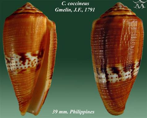 Conus coccineus - Alchetron, The Free Social Encyclopedia