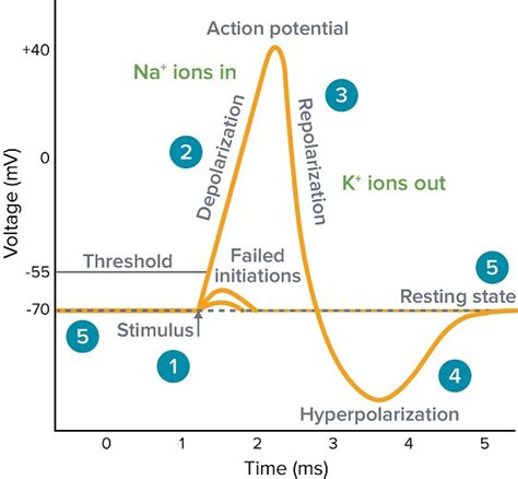 What is an Action Potential, Action Potential Chart, Membrane Potential | Molecular devices