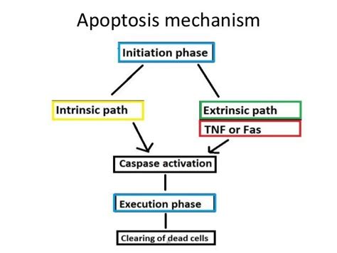 Apoptosis basics + microphotographs