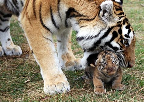 Newborn Tiger Cub and His Mother jigsaw puzzle in Animals puzzles on ...