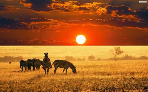 Africa Wallpapers on WallpaperDog