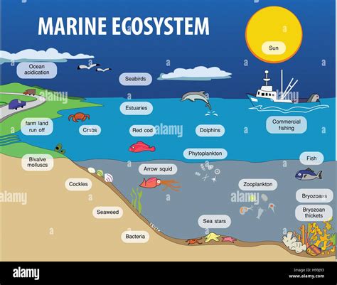 Marine Ecosystem Diagram