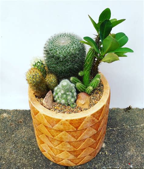 Cactus arrangement | Cactus arrangement, Cactus, Succulents