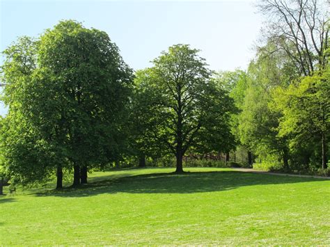 park trees at spring Free Photo Download | FreeImages