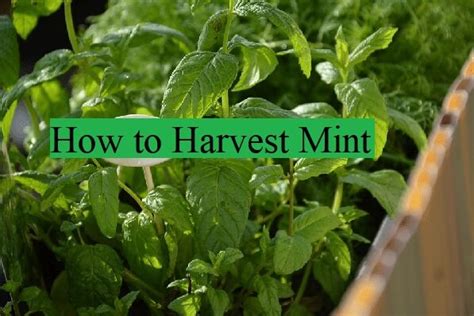 When and How to Harvest Mint | Complete Guide