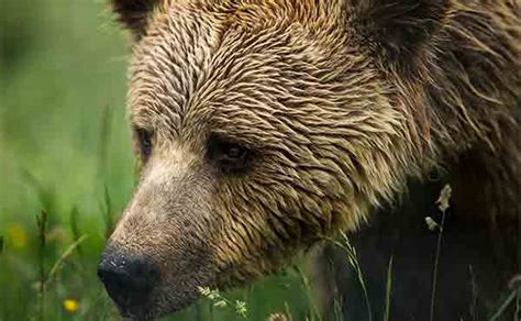 Piatra Craiului National Park wildlife location in Romania, Europe ...