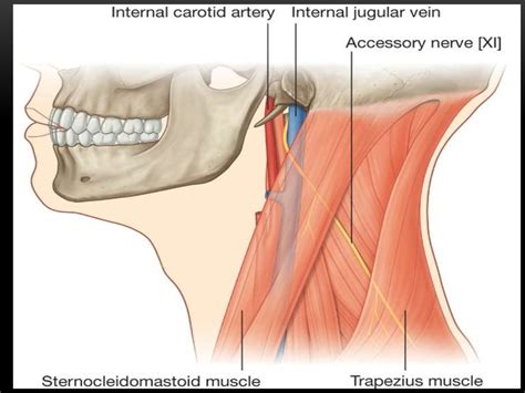 Xi cranial nerve