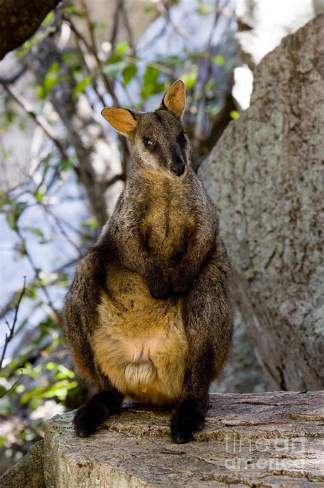 Brush-tailed Rock Wallaby Photograph by B. G. Thomson - Fine Art America