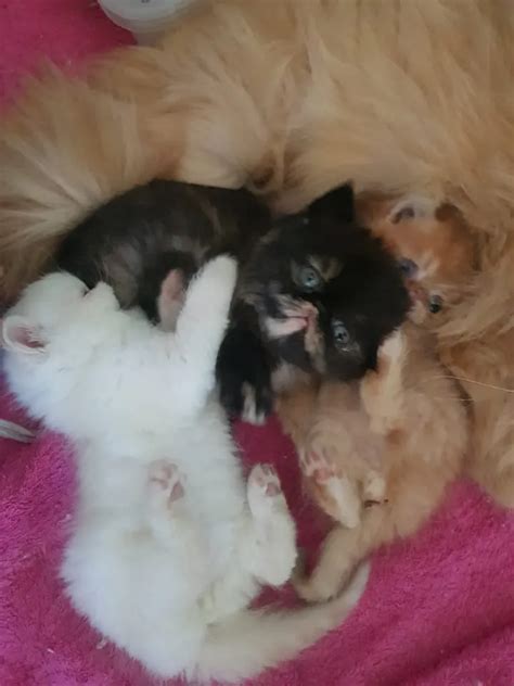 SACC-Registered Persian Cats For Sale