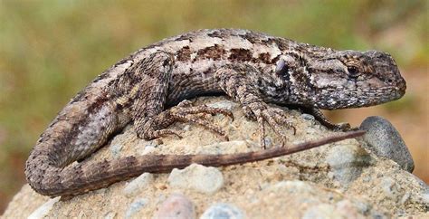 The Western Fence Lizard | Critter Science