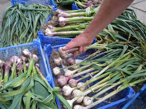 Allotment 37: Garlic Harvest