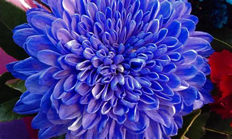 Blue Dahlia by BGai on DeviantArt