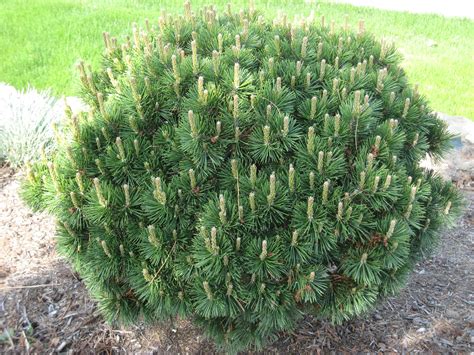 Dwarf Mugo Pine | Plants, Evergreen plants, Garden shrubs