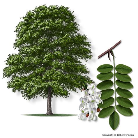 Black Locust Tree Identification