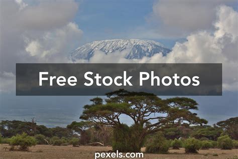 Amboseli And Kilimanjaro Photos, Download The BEST Free Amboseli And ...