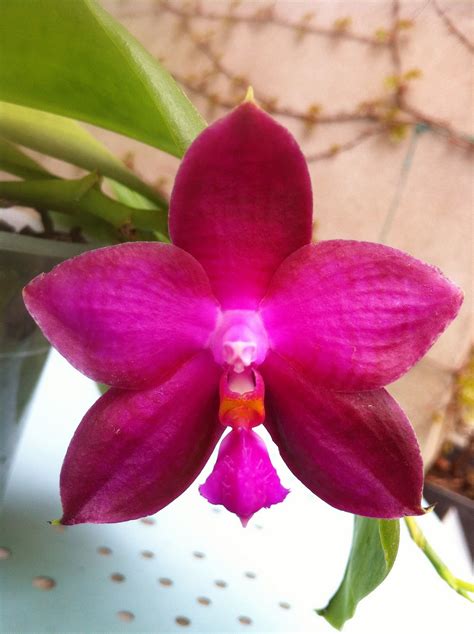 Phalaenopsis Lea Marie Salazar | Beautiful orchids, Orchid phalaenopsis, Orchid flower