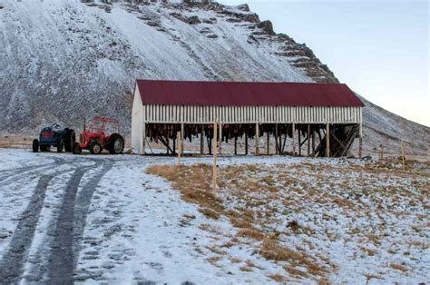 The Truth about Fermented Shark in Iceland