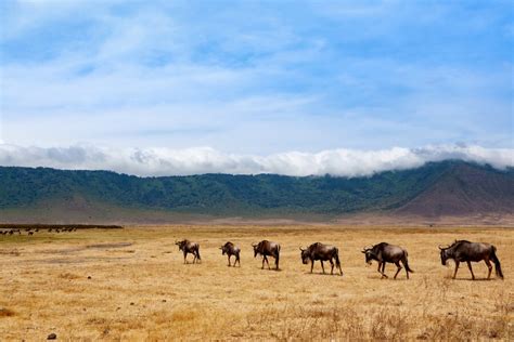 Premium Photo | Wildebeest on ngorongoro conservation area crater