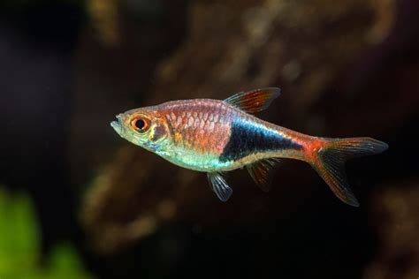 Harlequin Rasbora: The Complete Care And Breeding Guide ...