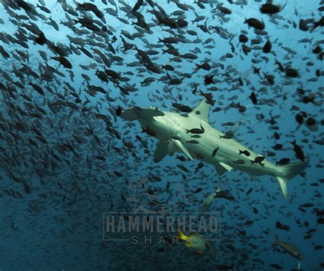 Are Hammerhead Sharks Aggressive: Do They Attack People?