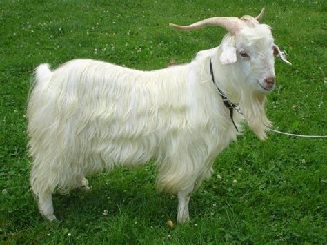 Cashmere Goat – All About Goats