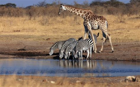 Gonarezhou National Park | zimbabwe national parks