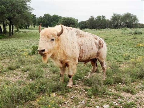 White Buffalo Hunting | 60+ Species Available | Ox Ranch | Texas